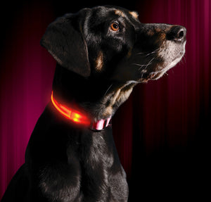 LED Dog Collar USB Rechargeable Bright & High Visibility Lighted Glow Collar for Pet Night Walking Adjustable Luminous Collar